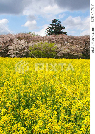 Satte Gongendo Sakura Tsutsumi, a row of cherry blossoms and rapeseed fields [Satte City, Saitama Prefecture] 87084797