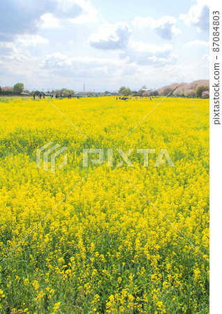 Sakura Tsutsumi of Satte Gongendo Hall, Rape blossoms in the flower garden [Satte City, Saitama Prefecture] 87084803