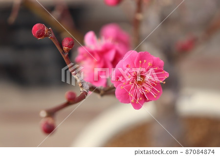 花紅色花 花紅色花 87084874