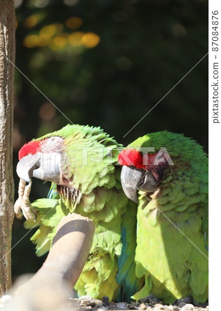 Two Great Green Macaws Two Great Green Macaws 87084876