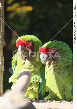 Two Great Green Macaws Two Great Green Macaws 87084877