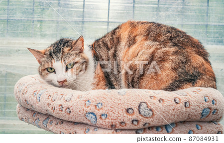 Lonely sad abandoned stray cat at animal shelter. Cat waiting for a forever home. Animal rescue concept 87084931