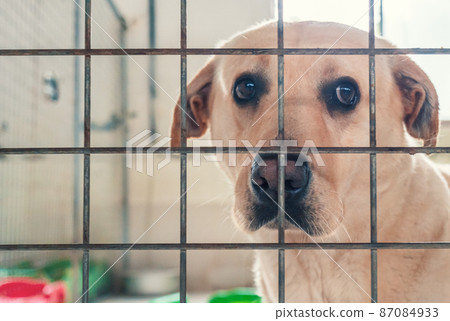 Portrait of lonely sad abandoned stray labrador behind the fence at animal shelter. Best human's friend is waiting for a forever home. Animal rescue concept Portrait of lonely sad abandoned stray labrador behind the fence at animal shelter. Best human's friend is waiting for a forever home. Animal rescue concept 87084933