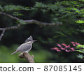 冠魚狗 87085145