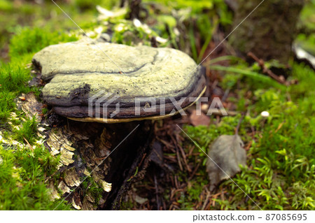 Mushroom on the bark of a tree covered with moss. Close-up. Polypore or chaga on a tree trunk, in the forest on a summer day. Alternative medicine concept, mushroom treatment. 87085695