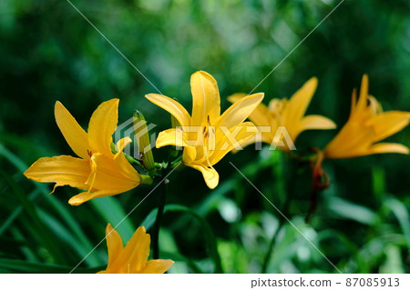 Blooming in the moonlight Blooming in the moonlight 87085913