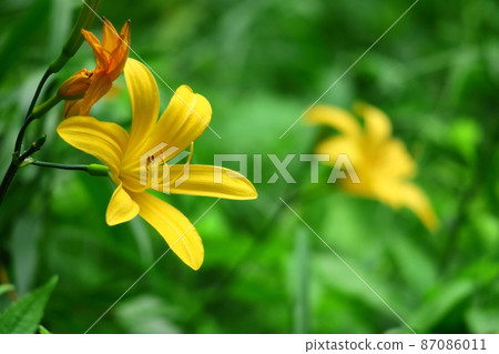 在月光下綻放 在月光下綻放 87086011