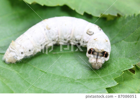 Silk moth silk moth 87086051