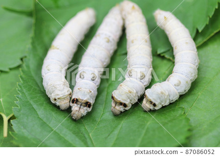 Silk moth silk moth 87086052