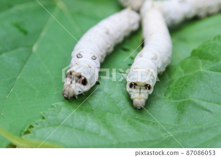 Silk moth silk moth 87086053