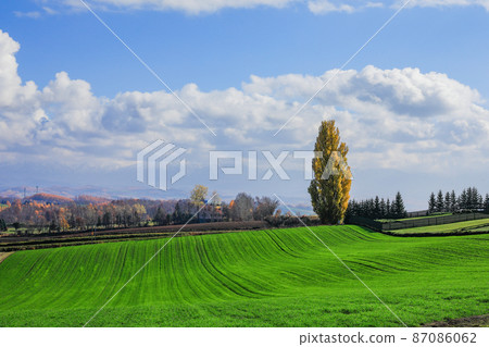 [北海道美瑛町] 黃葉山和藍天 87086062