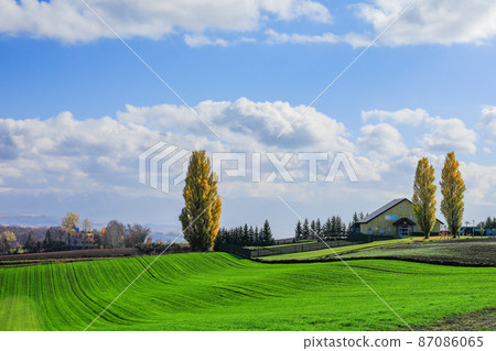 [北海道美瑛町] 黃葉山和藍天 87086065