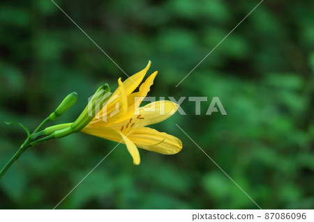 Blooming in the moonlight Blooming in the moonlight 87086096