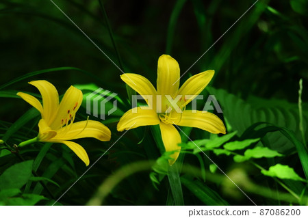 在月光下綻放 87086200