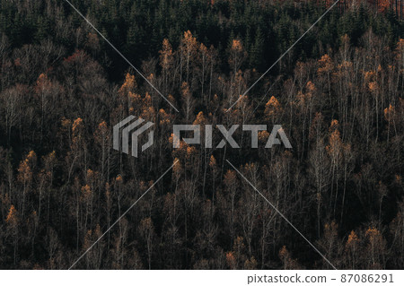 [Biei-cho, Hokkaido] Yellow leaves in the final stage 87086291