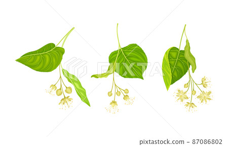 Set of blooming linden twigs with green leaves and small white flowers. Tilia europaea branches vector illustration 87086802