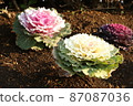 Leaf peony 87087036