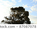 Trees and sky 87087078