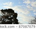 Trees and sky 87087079