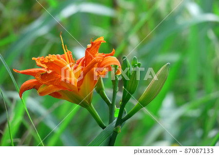 Forgotten love grass 87087133