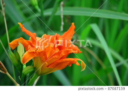 Forgotten love grass 87087139