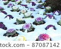 Winter and kale 87087142