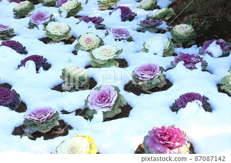 Winter and kale 87087142