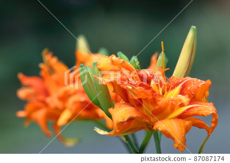 Forgotten love grass 87087174