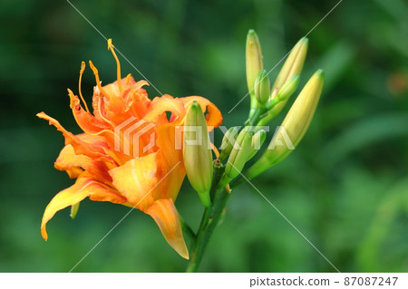 Forgotten love grass 87087247