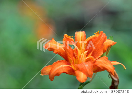 Forgotten love grass 87087248