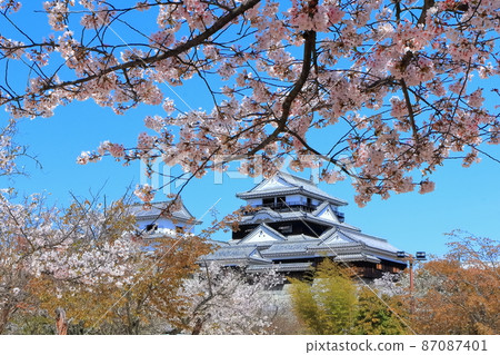[Ehime Prefecture] Matsuyama Castle in the spring when cherry blossoms bloom (existing castle tower) 87087401