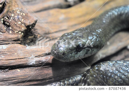 Black snake wrapping around a tree 87087436