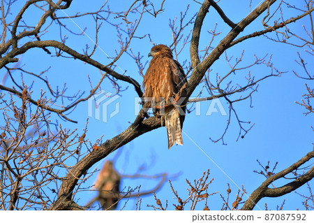 Two black kites perching on a branch of the swan landing site of the Oppe River, Kawajima-cho, Hiki-gun, Saitama Prefecture 87087592