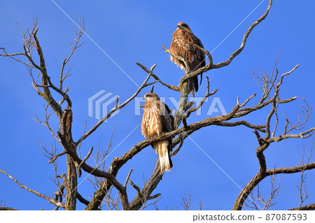 Two black kites perching on a branch of the swan landing site of the Oppe River, Kawajima-cho, Hiki-gun, Saitama Prefecture 87087593