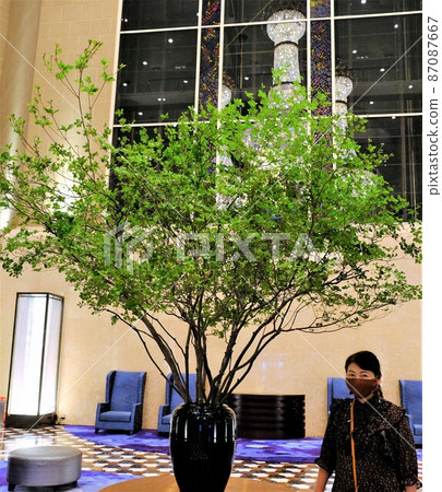 Female tourist waiting for people under a fresh green tree in the hotel lobby 87087667