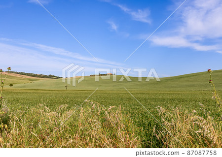 Distant farmhouse lost between sky and long cultivated fields with burdock flowers in front Distant farmhouse lost between sky and long cultivated fields with burdock flowers in front 87087758