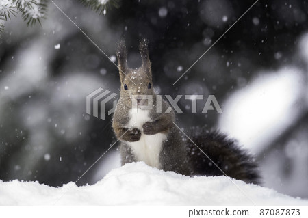 埃佐里斯在下雪天擺姿勢 埃佐里斯在下雪天擺姿勢 87087873