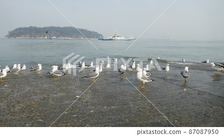 Sea gull Sea gull 87087950