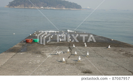 Sea gull 87087957
