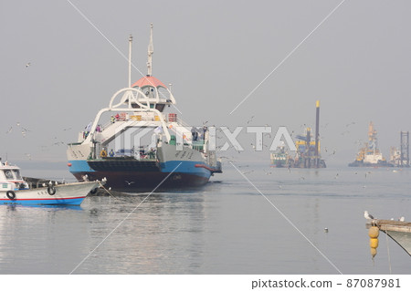 Sea gull 87087981