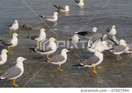 Sea gull Sea gull 87087994