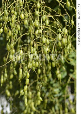 Weeping Japanese pagoda tree 87088064