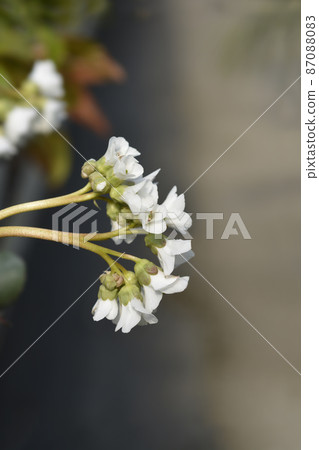 Bergenia Bressingham White Bergenia Bressingham White 87088083