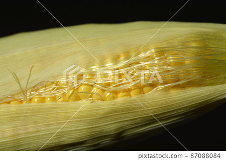 Sweet corn Sweet corn 87088084