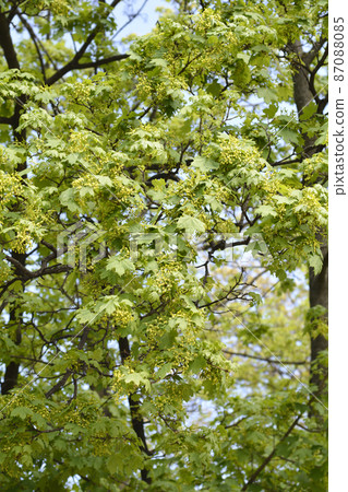 Norway maple Norway maple 87088085