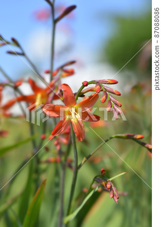 Montbretia Carmin Brilliant 87088086
