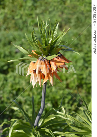 Crown imperial Crown imperial 87088087