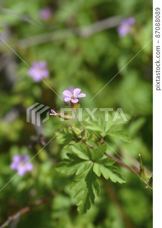 Little Robin 87088089