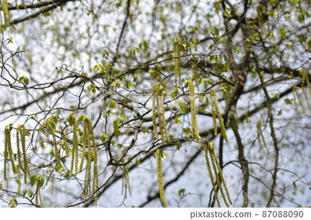 European hop hornbeam 87088090