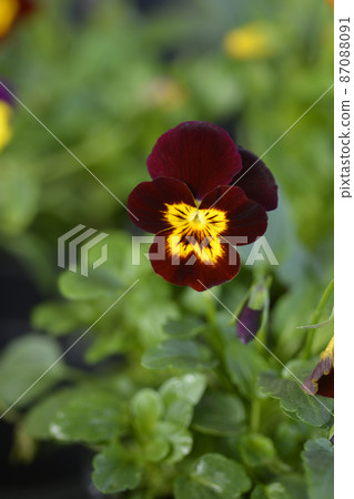 Horned violet Horned violet 87088091
